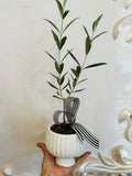 Small Olive Tree