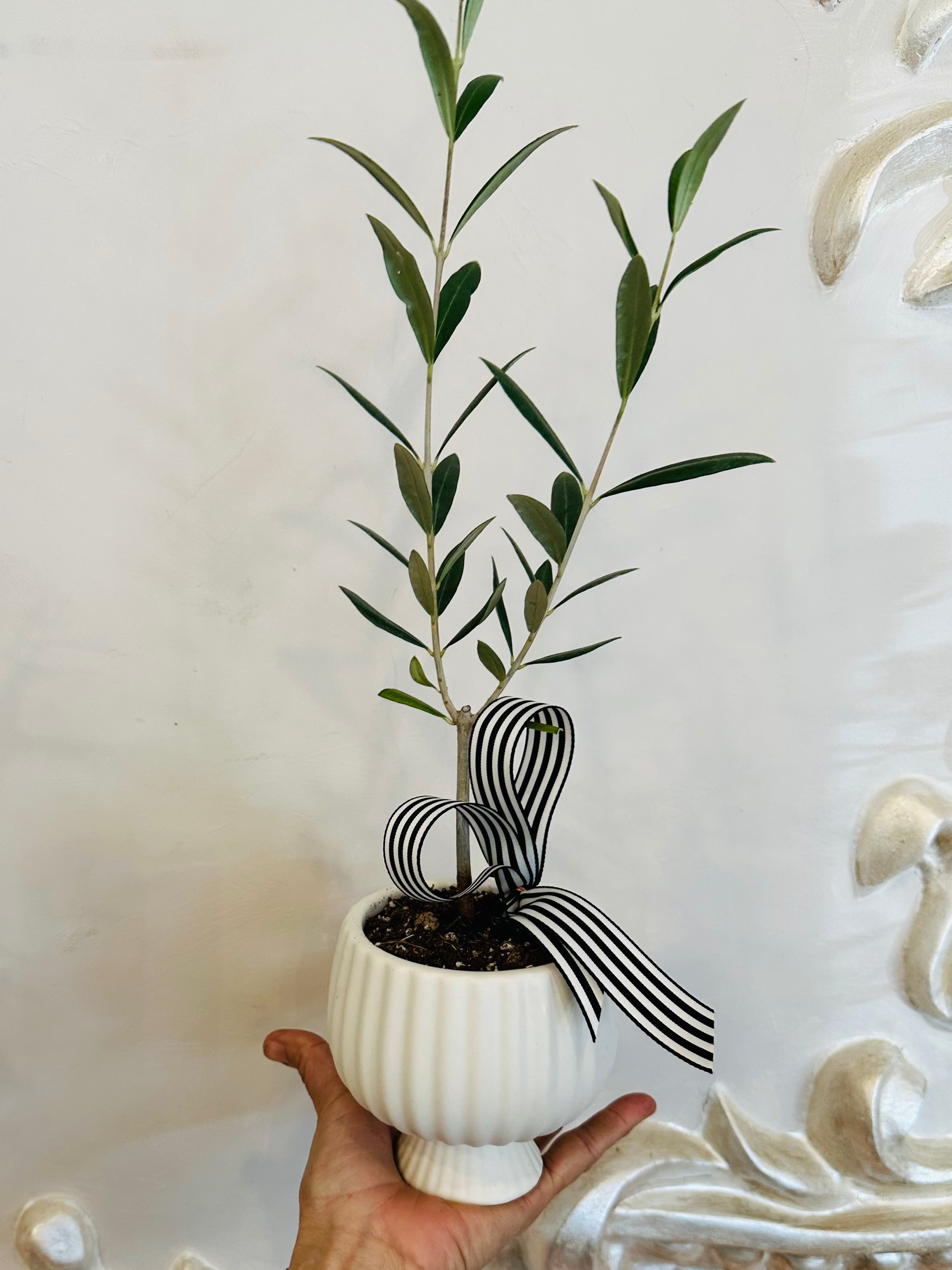 Small Olive Tree
