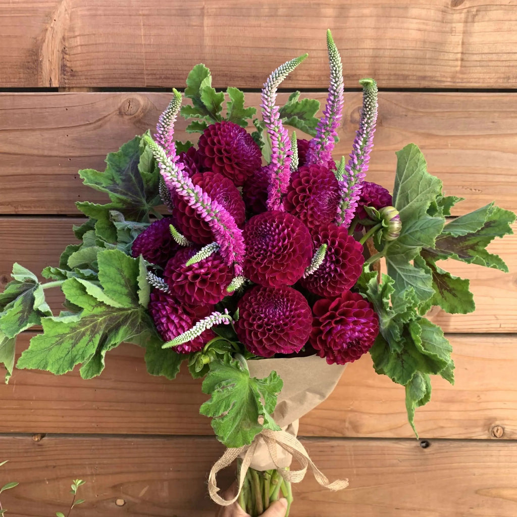 flower delivery in burgundy dahlias