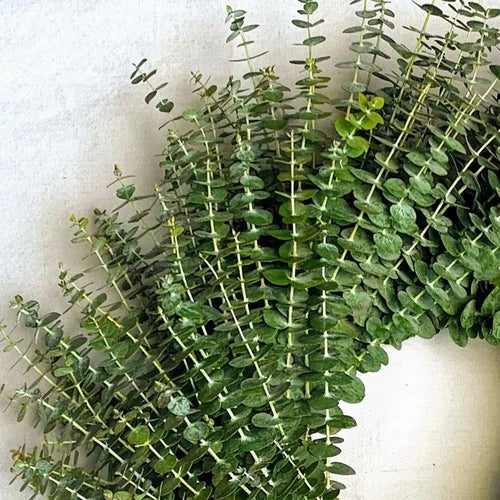 flower delivery baby eucalyptus wreath close up